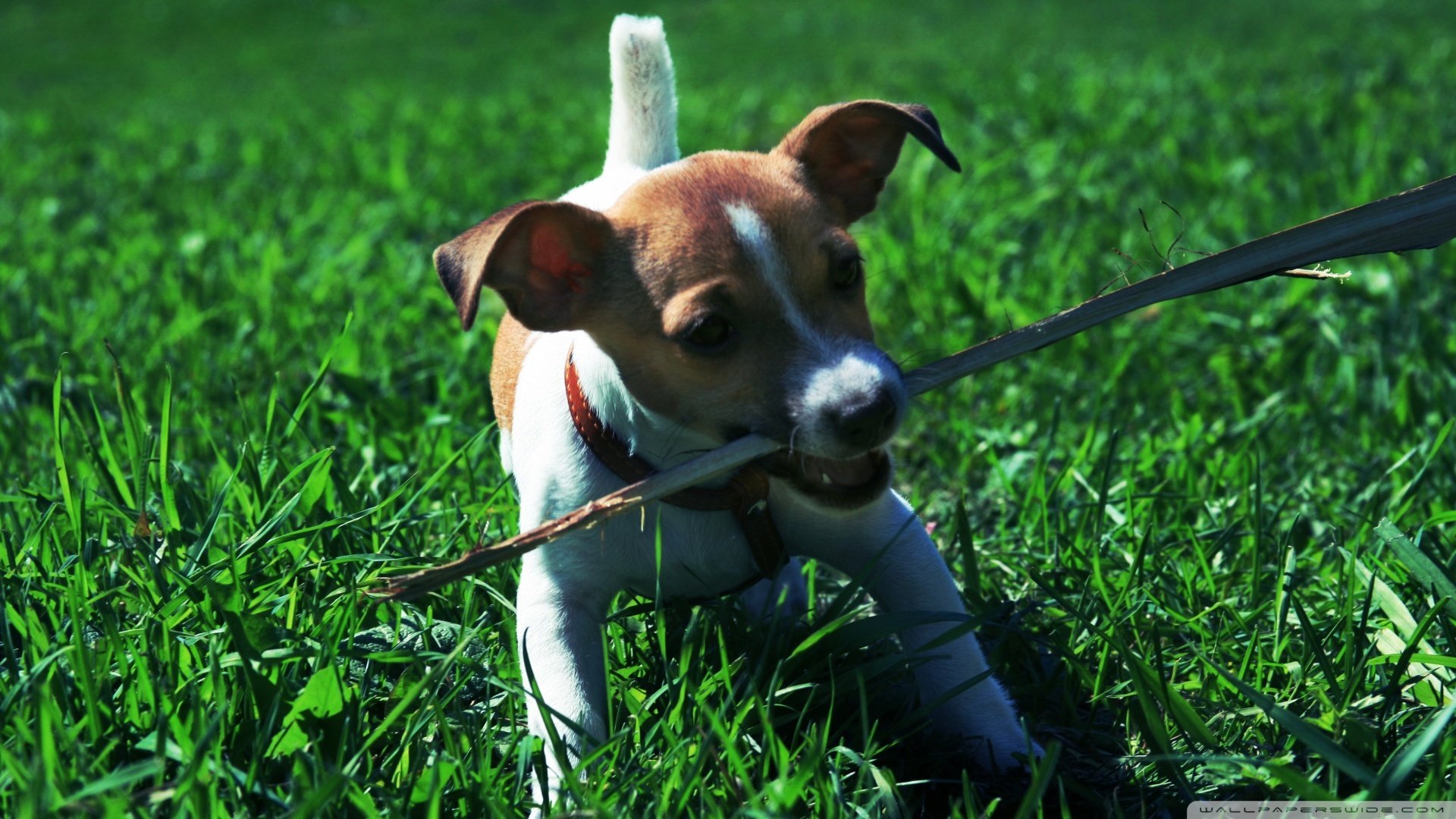 萌宠,狗,汪星人,可爱,卖萌图,古灵精怪,儿童桌面专用