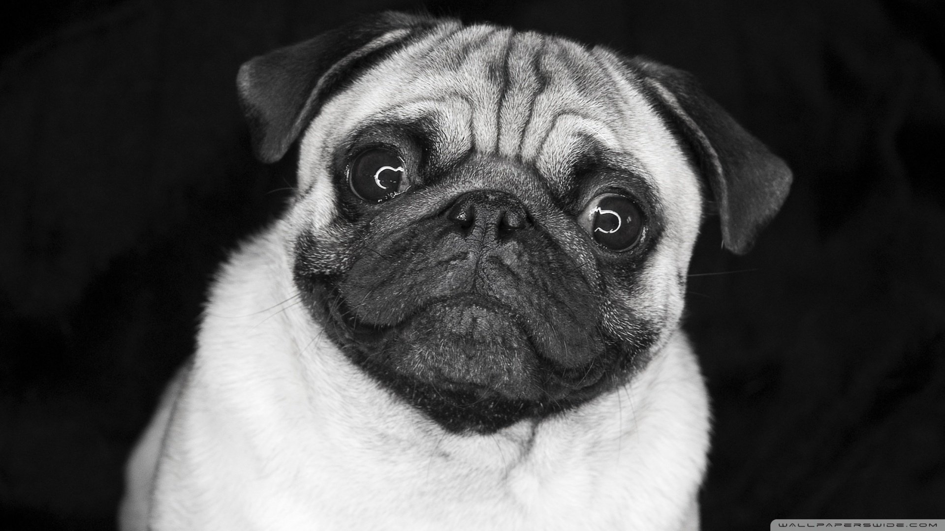 萌宠,狗,汪星人,可爱,卖萌图,古灵精怪,儿童桌面专用