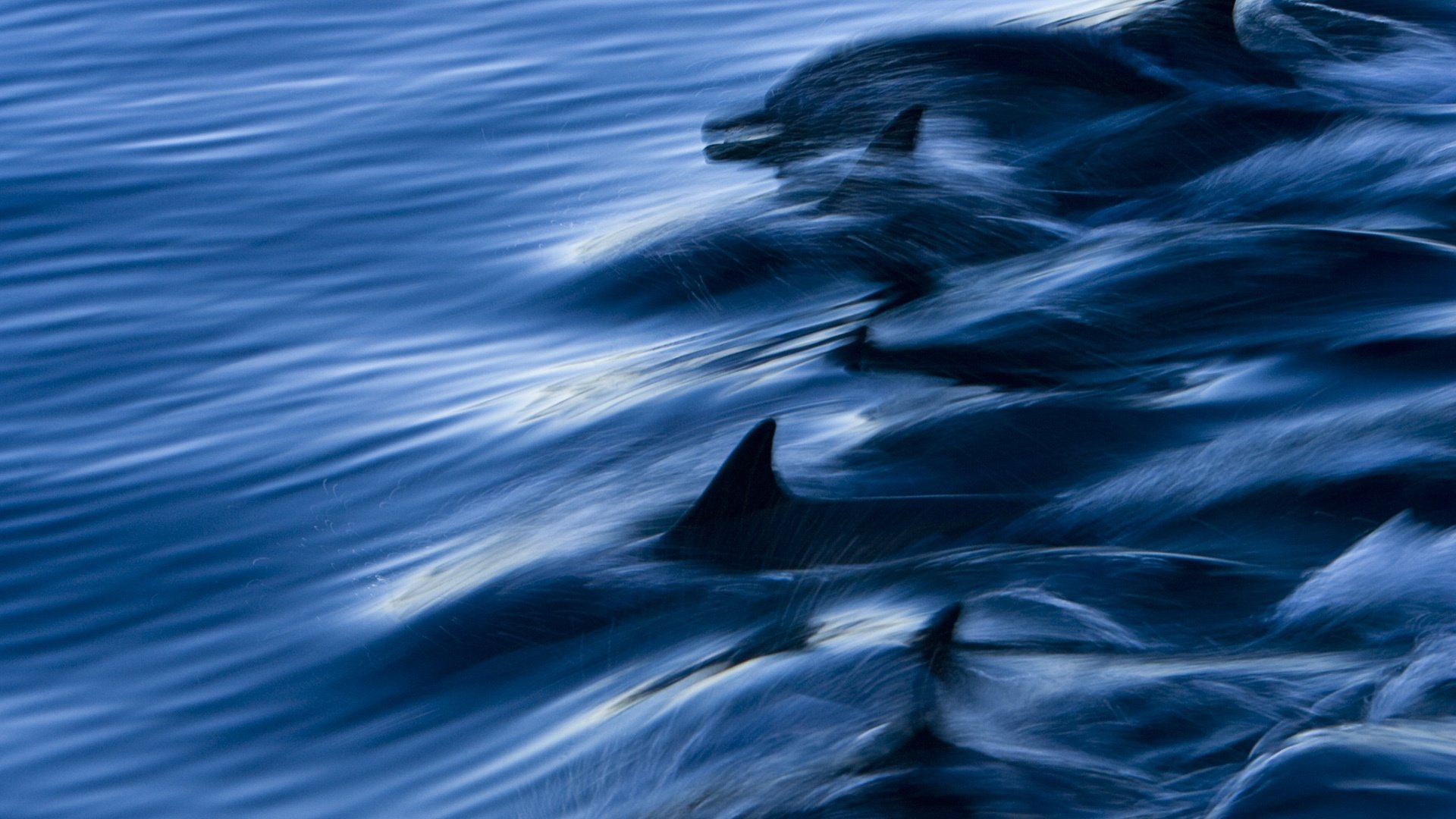 萌宠,动物,海洋生物,海豚,儿童桌面专用