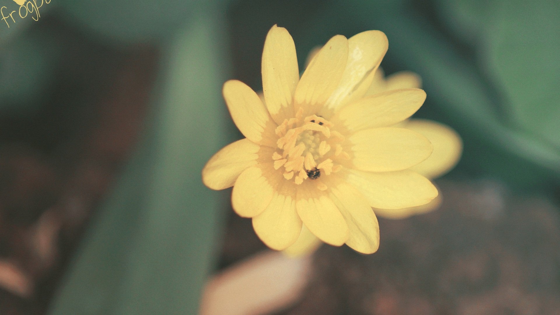 小清新,清新淡雅,花,儿童桌面专用