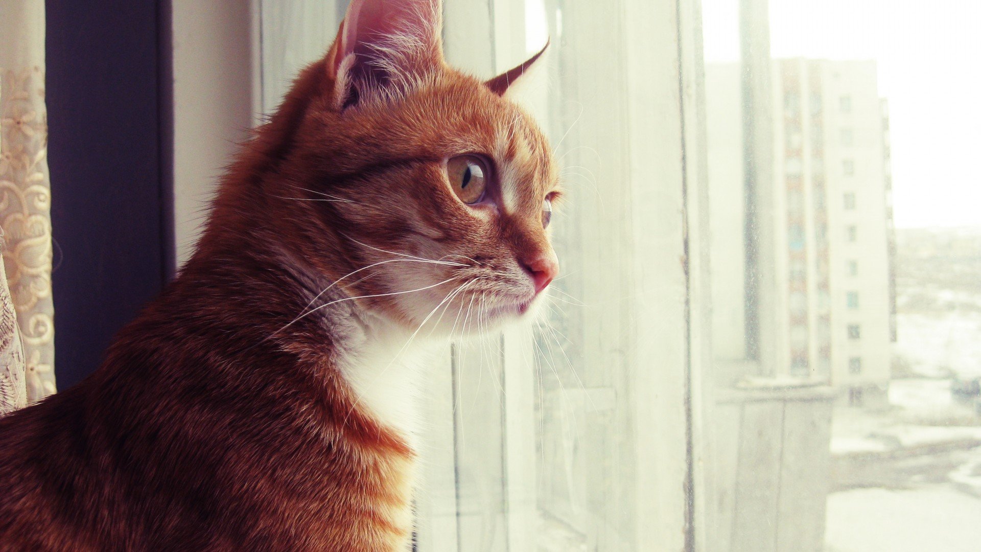 萌宠,动物,喵星人,儿童桌面专用