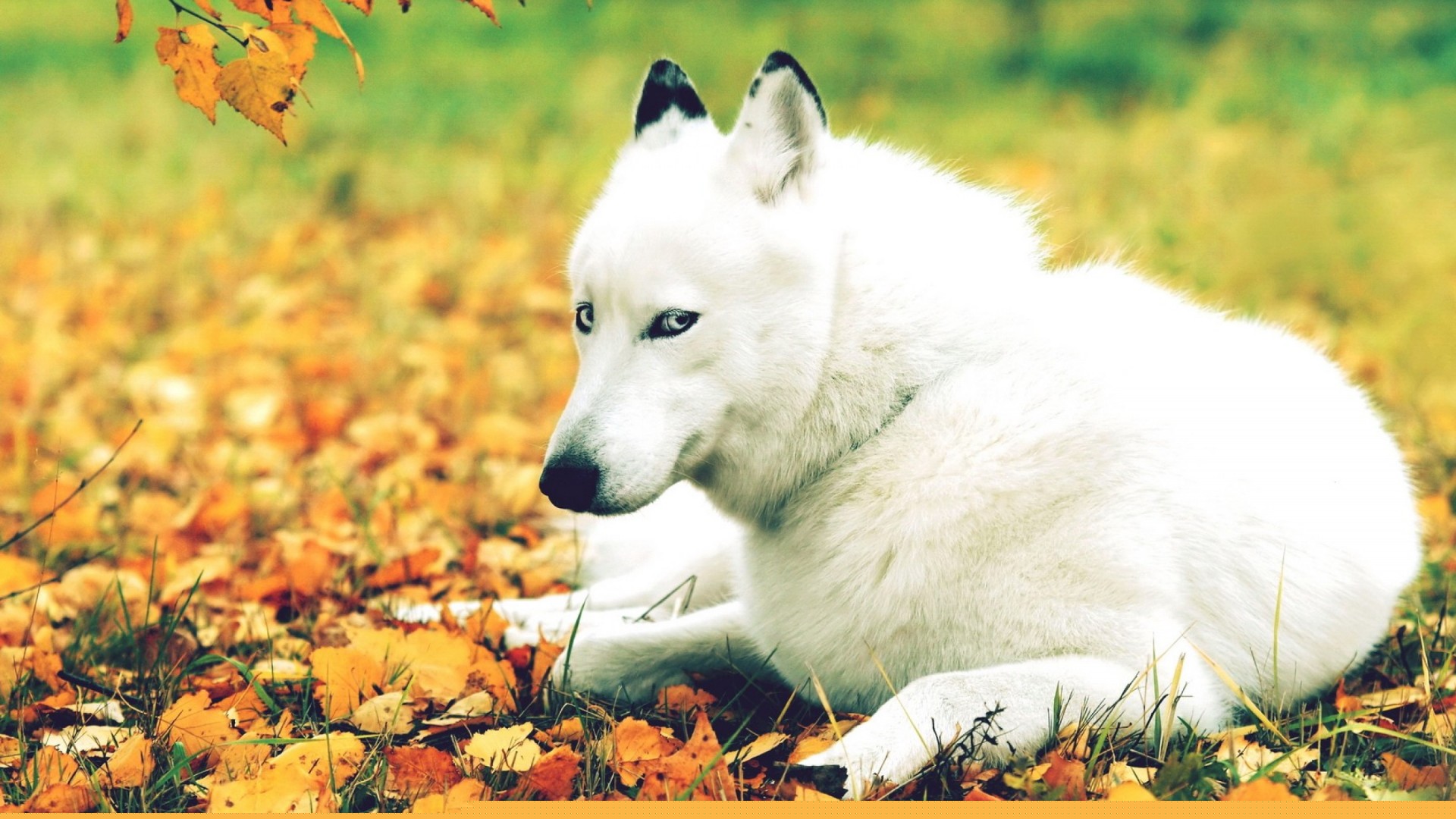 萌宠,汪星人,卖萌图,儿童桌面专用