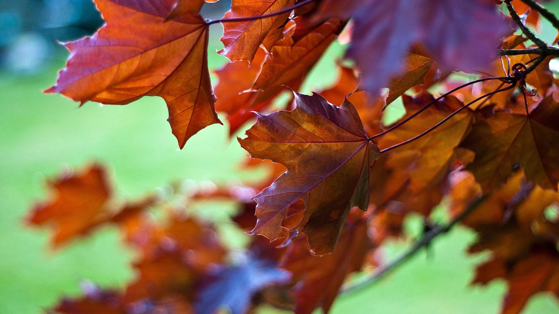 小清新,树叶,静物写真,儿童桌面专用