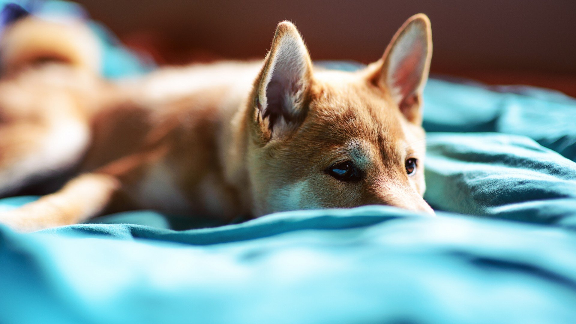 萌宠,汪星人,儿童桌面专用