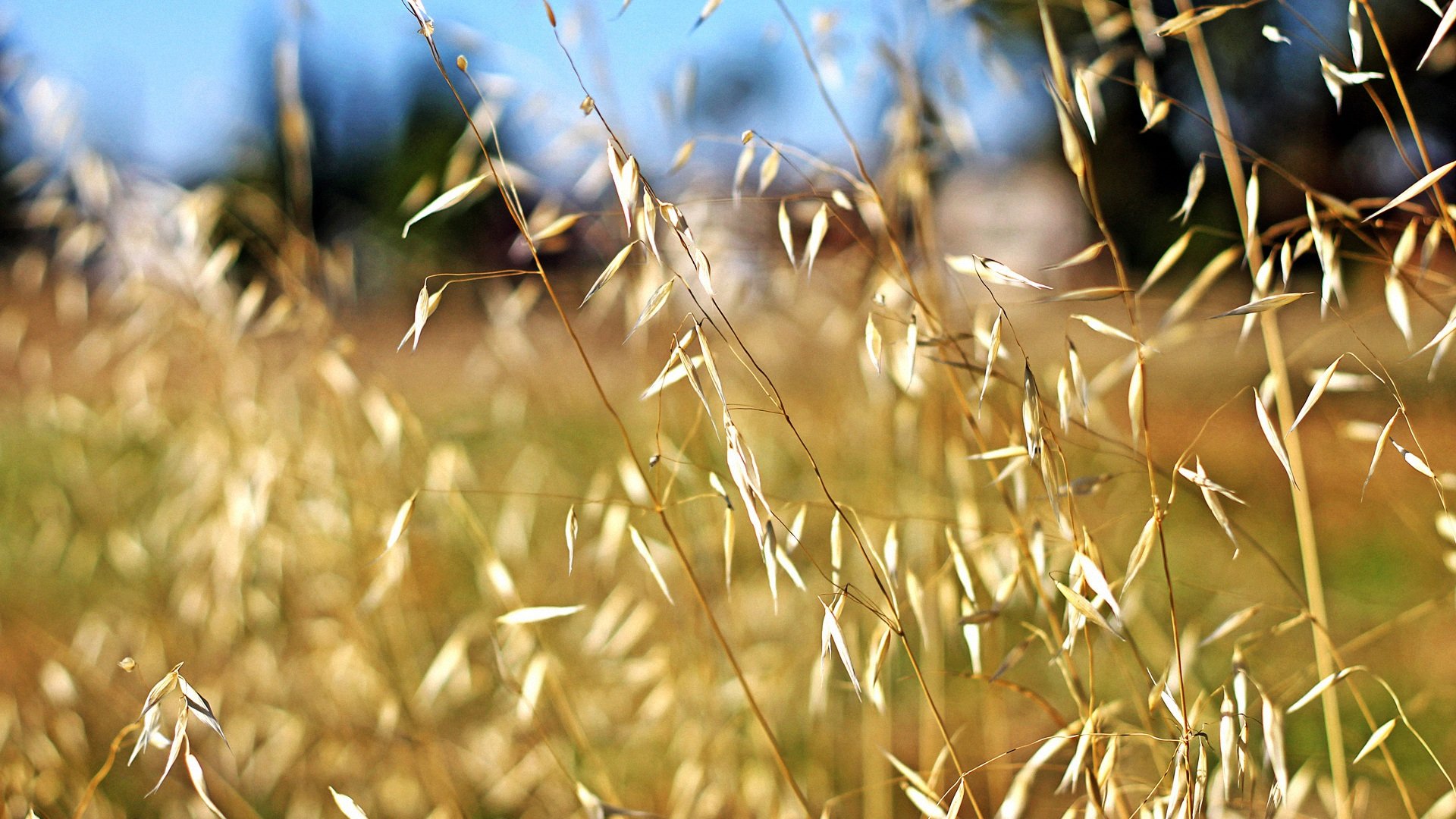小清新,清新淡雅,植物,草,儿童桌面专用