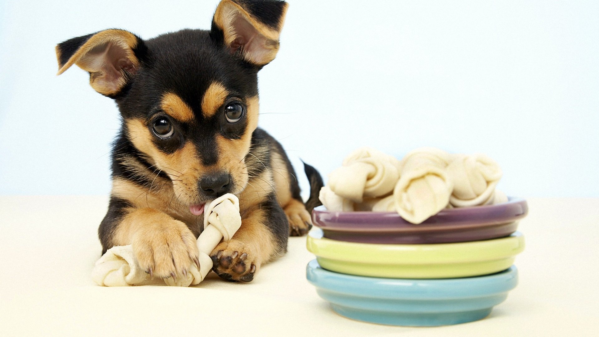 萌宠,汪星人,卖萌图,儿童桌面专用