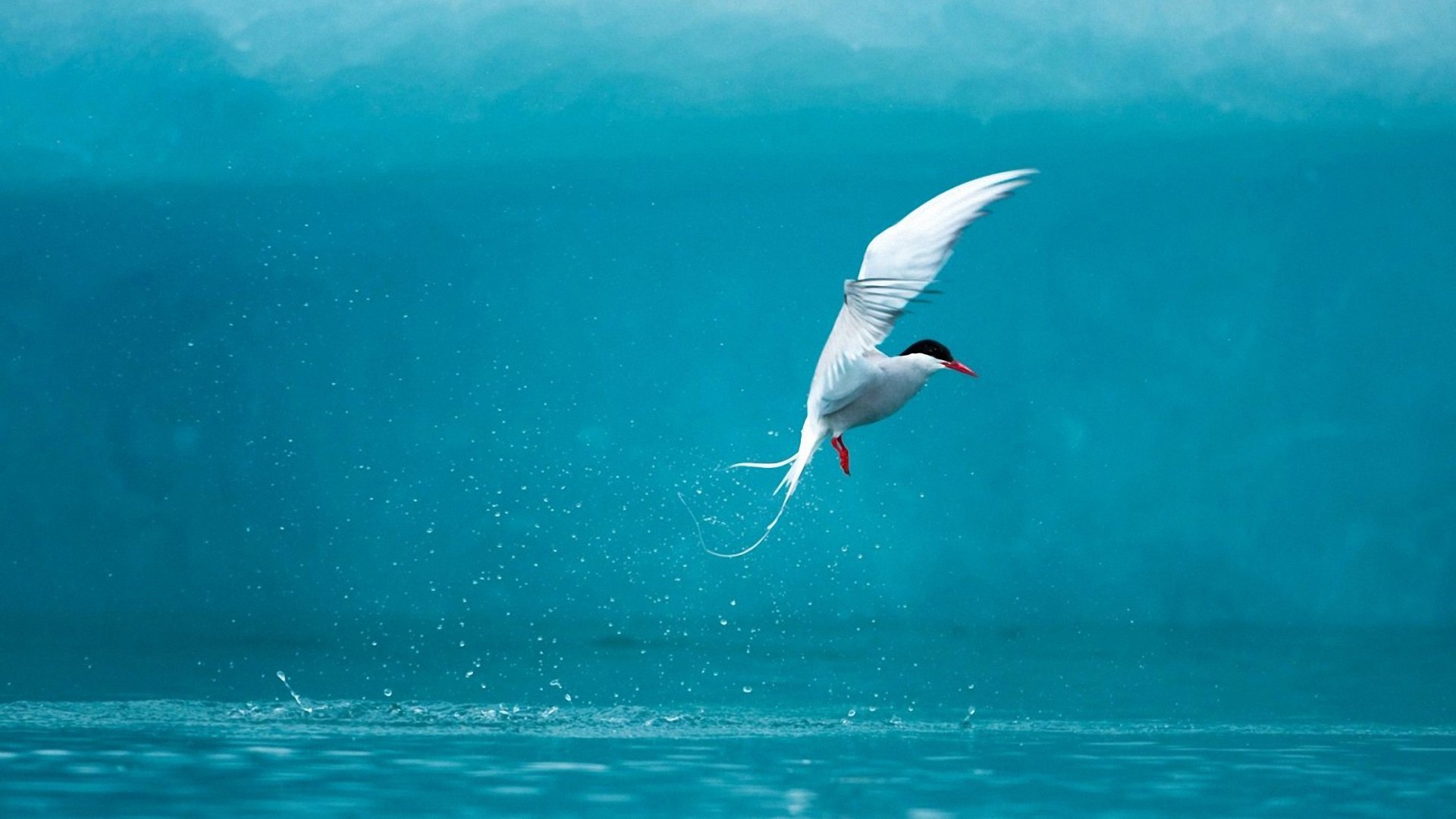 萌宠,海鸟,鸟,儿童桌面专用