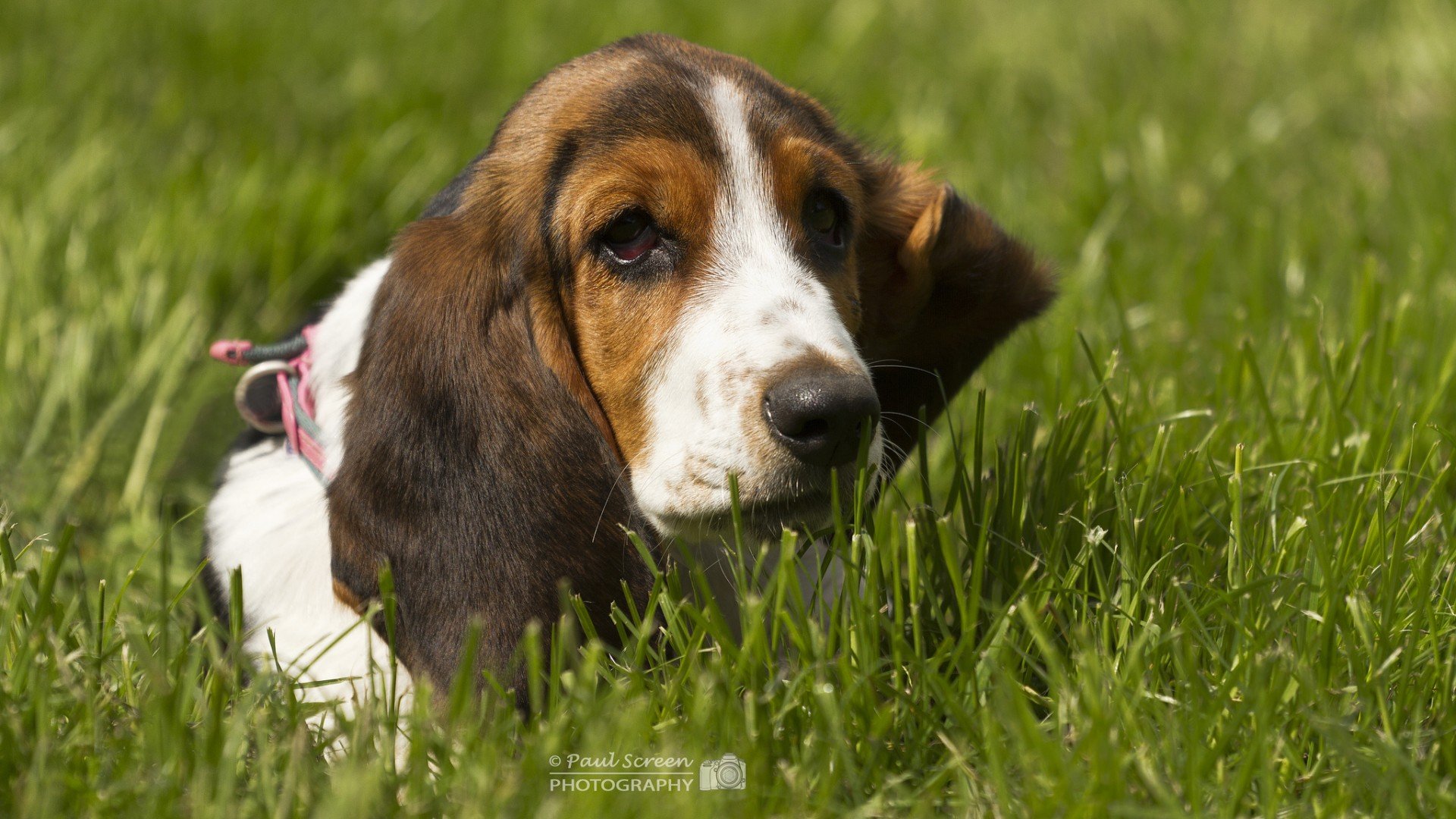 萌宠,汪星人,儿童桌面专用