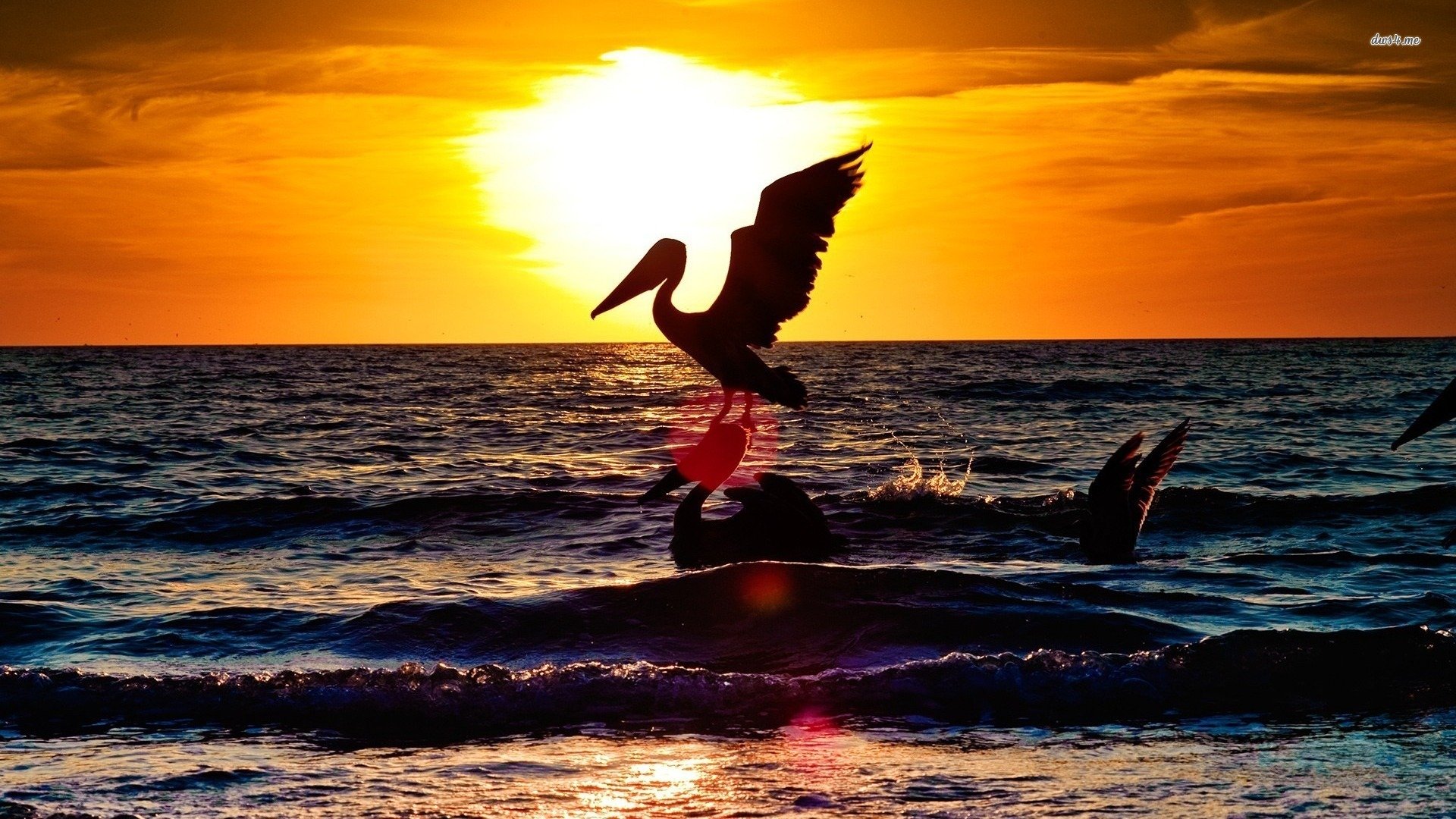 萌宠,鸟,海鸟,儿童桌面专用