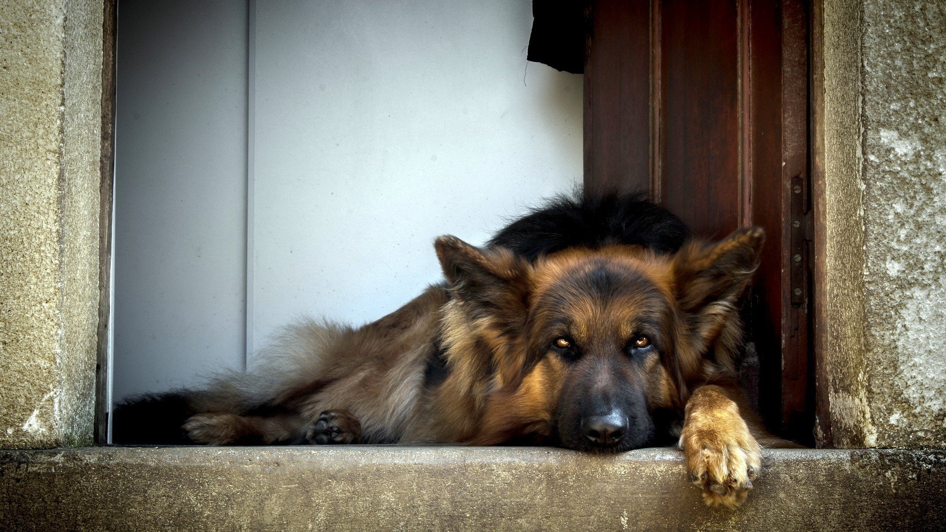 萌宠,汪星人,儿童桌面专用