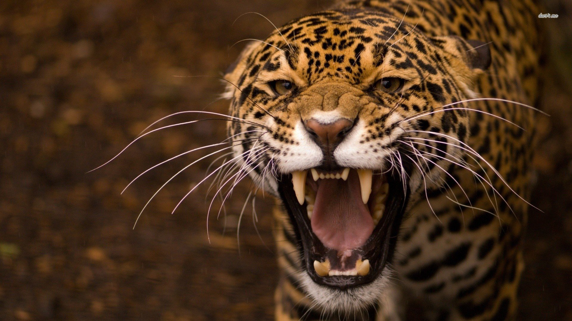 萌宠,豹子,儿童桌面专用