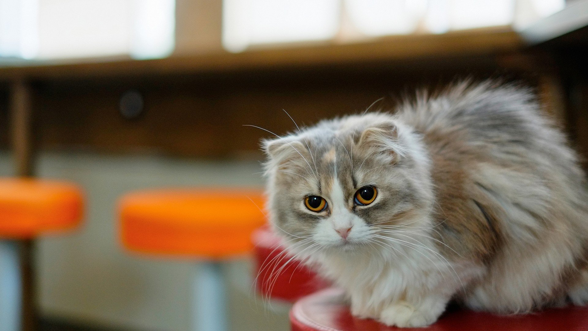 萌宠,喵星人,儿童桌面专用