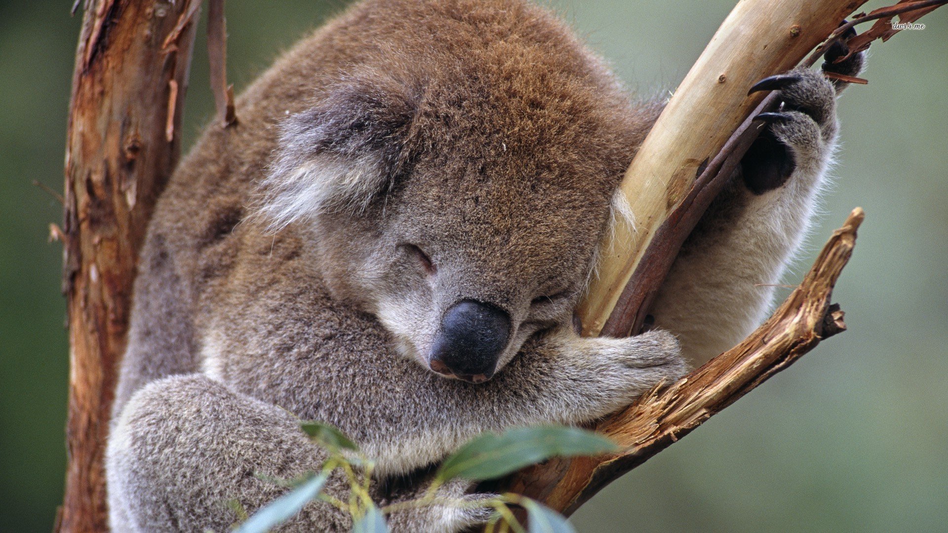 萌宠,卖萌图,树袋熊,儿童桌面专用