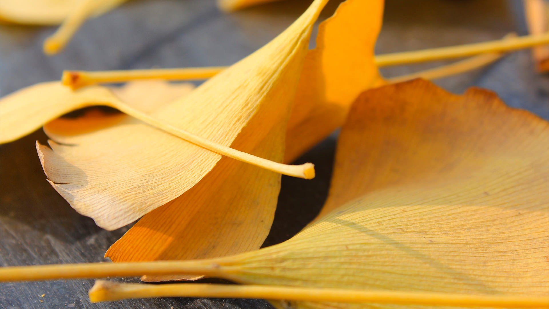 小清新,静物写真,儿童桌面专用