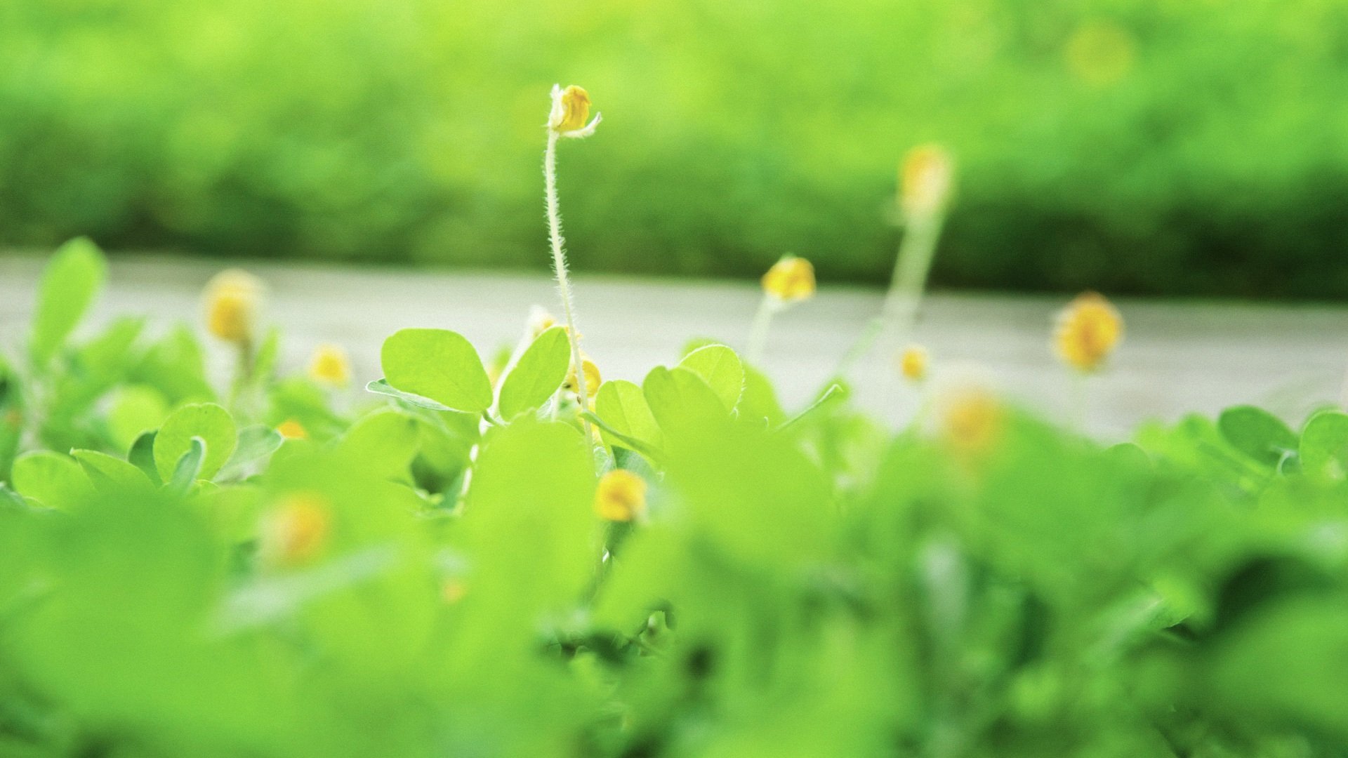 小清新,护眼壁纸,儿童桌面专用