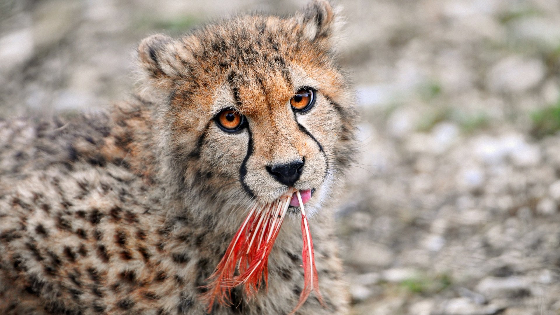 萌宠,豹子,儿童桌面专用