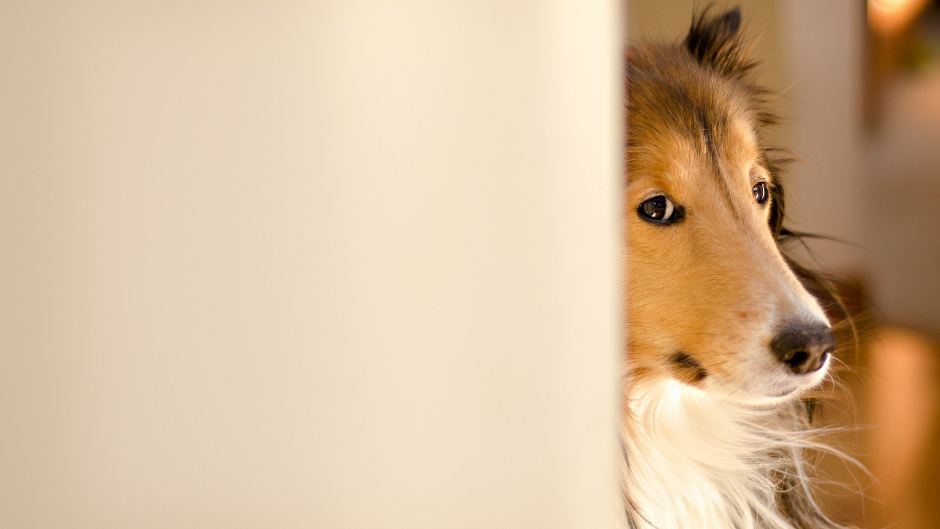 萌宠,汪星人,儿童桌面专用