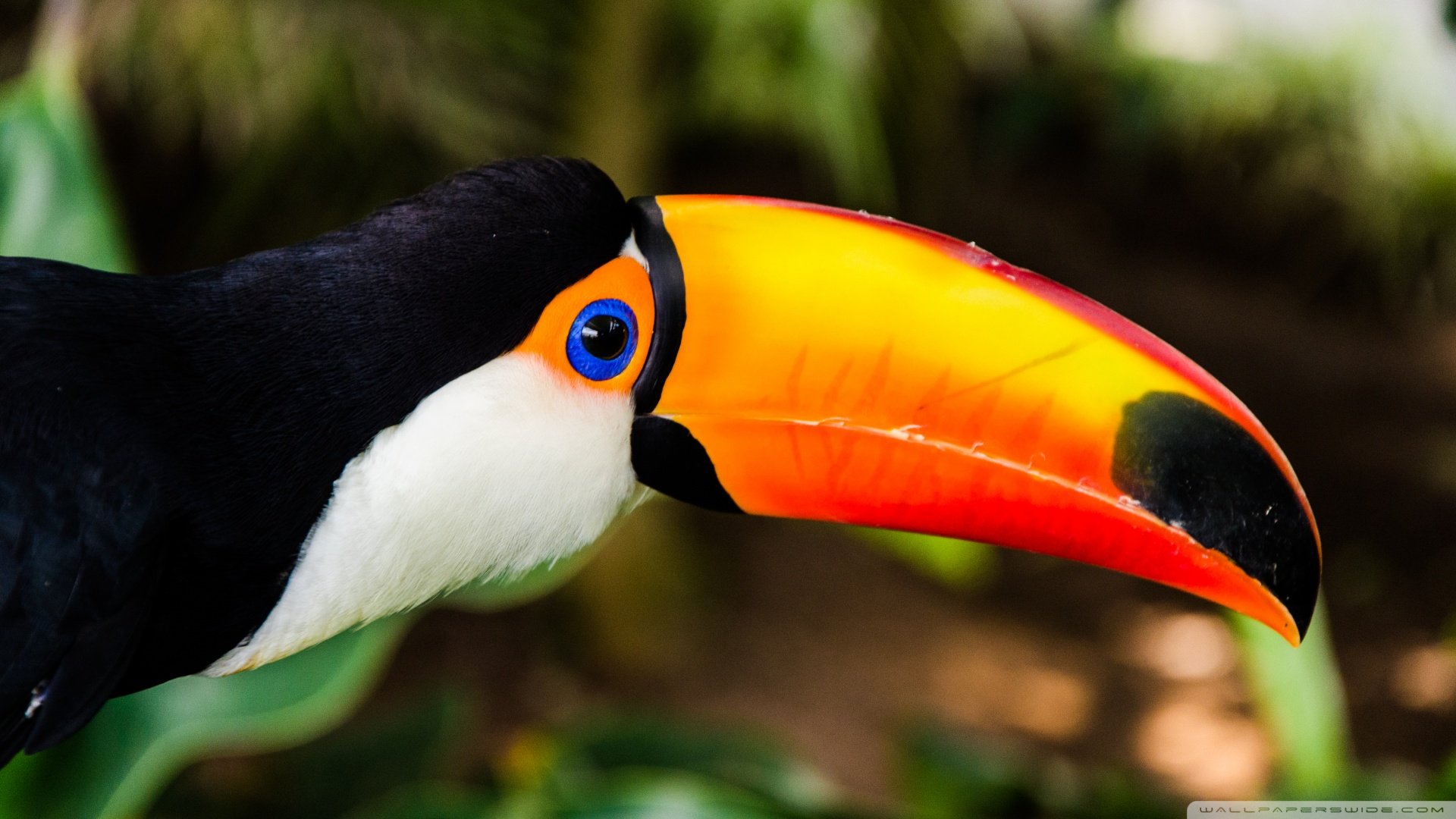 萌宠,动物,鸟,热带生物,儿童桌面专用