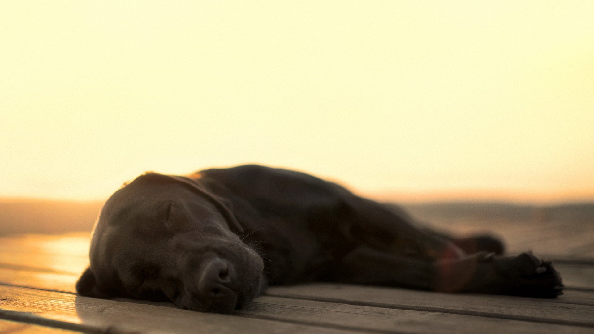 萌宠,动物,汪星人,儿童桌面专用