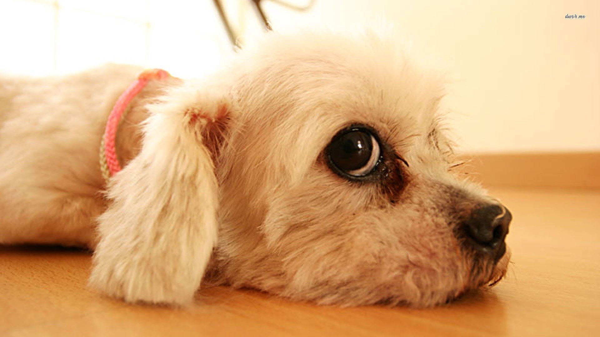 萌宠,汪星人,狗狗,儿童桌面专用