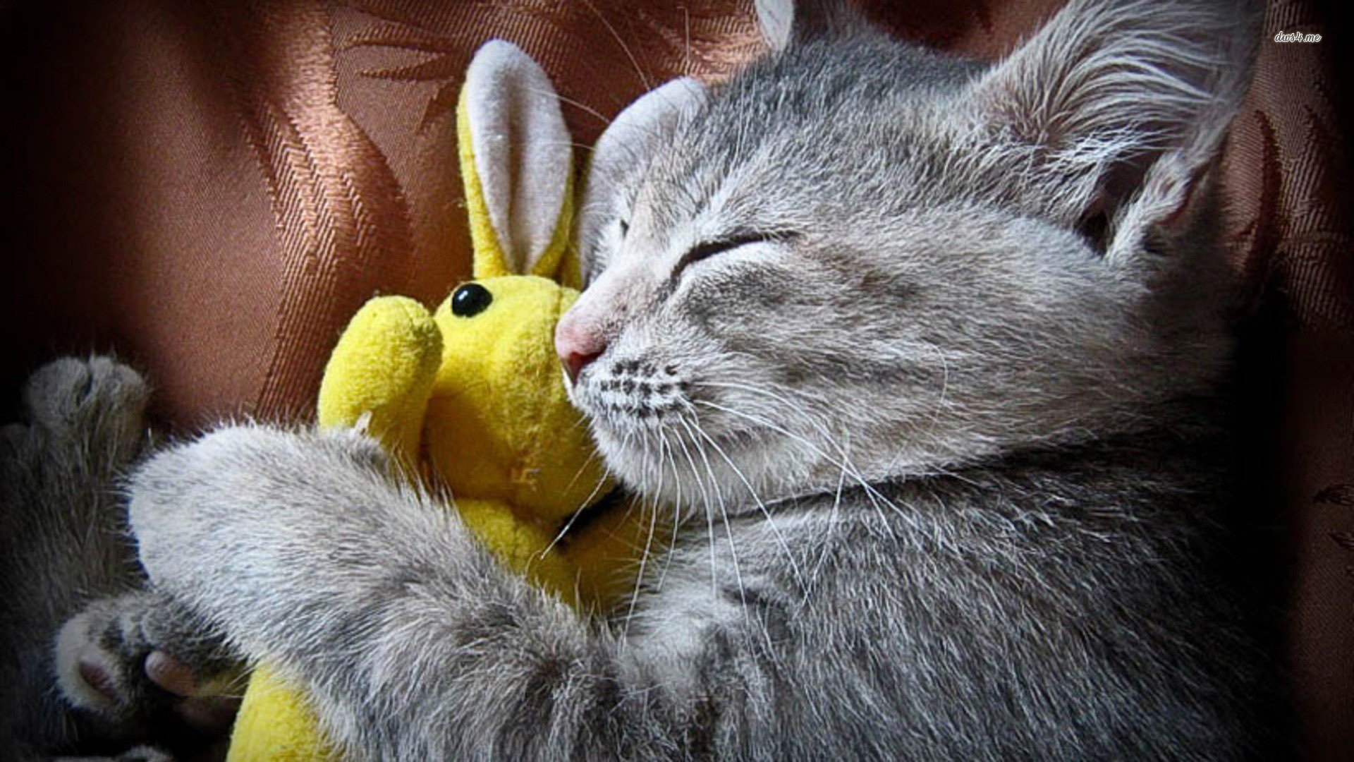 萌宠,喵星人,虎斑,儿童桌面专用