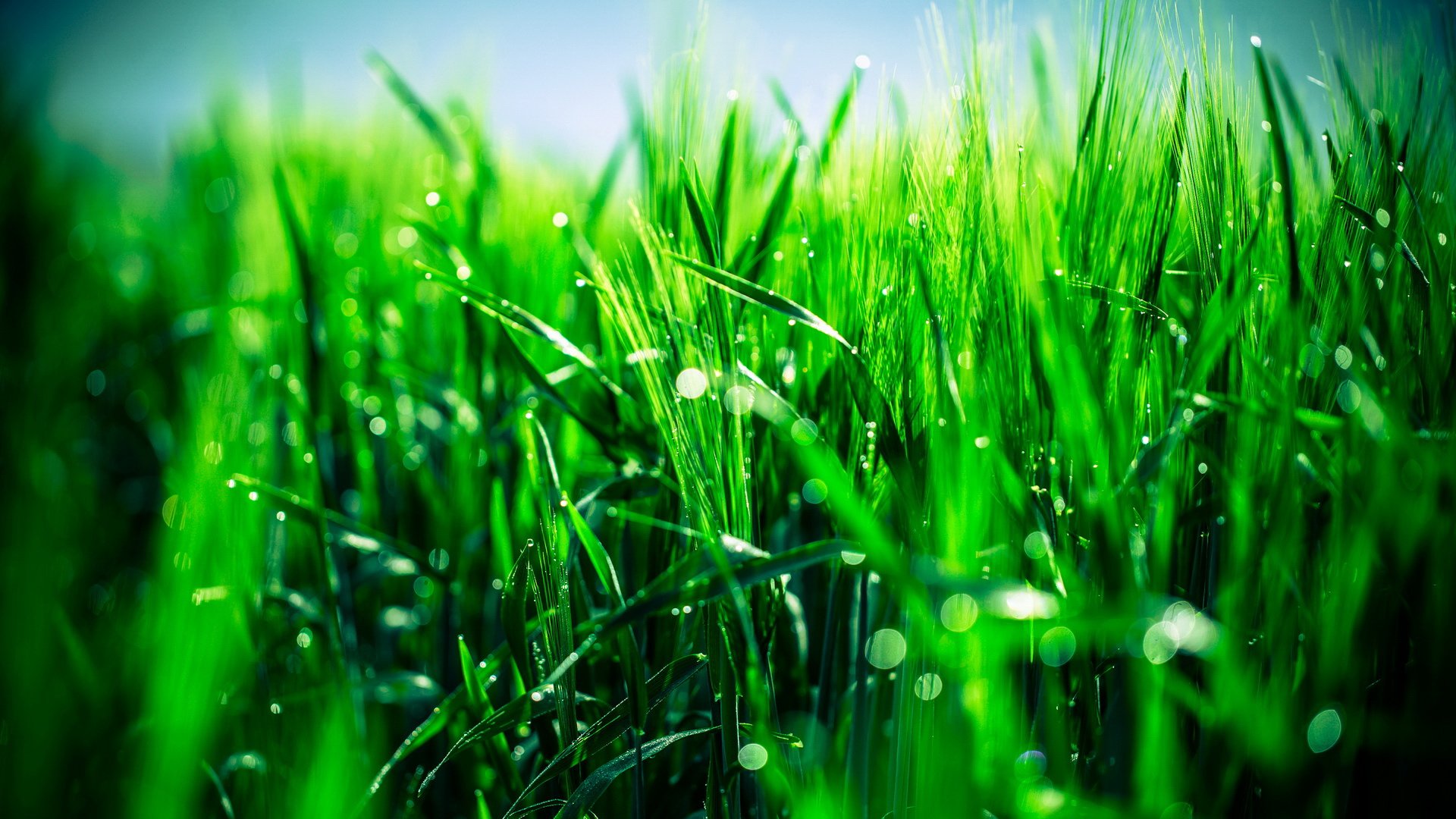 小清新,护眼壁纸,草,儿童桌面专用