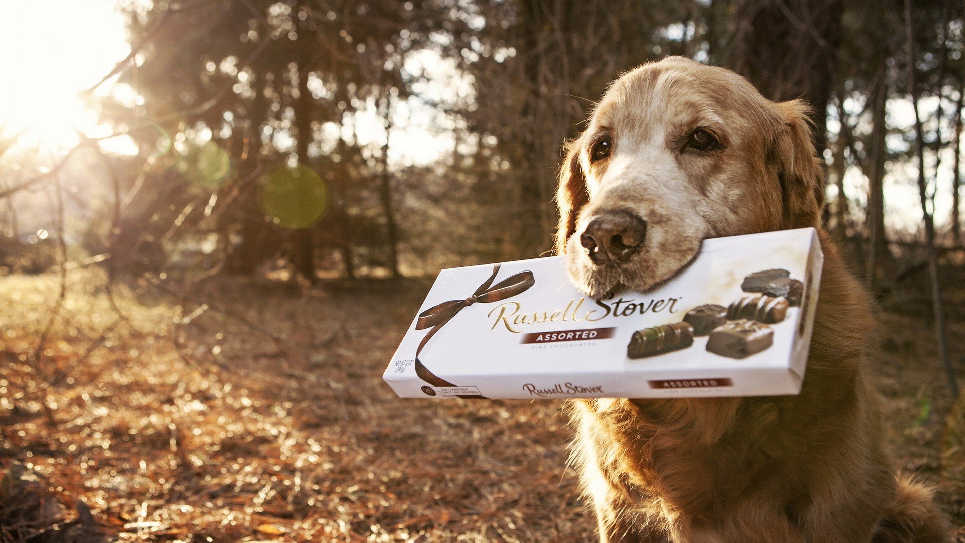 萌宠,汪星人,儿童桌面专用