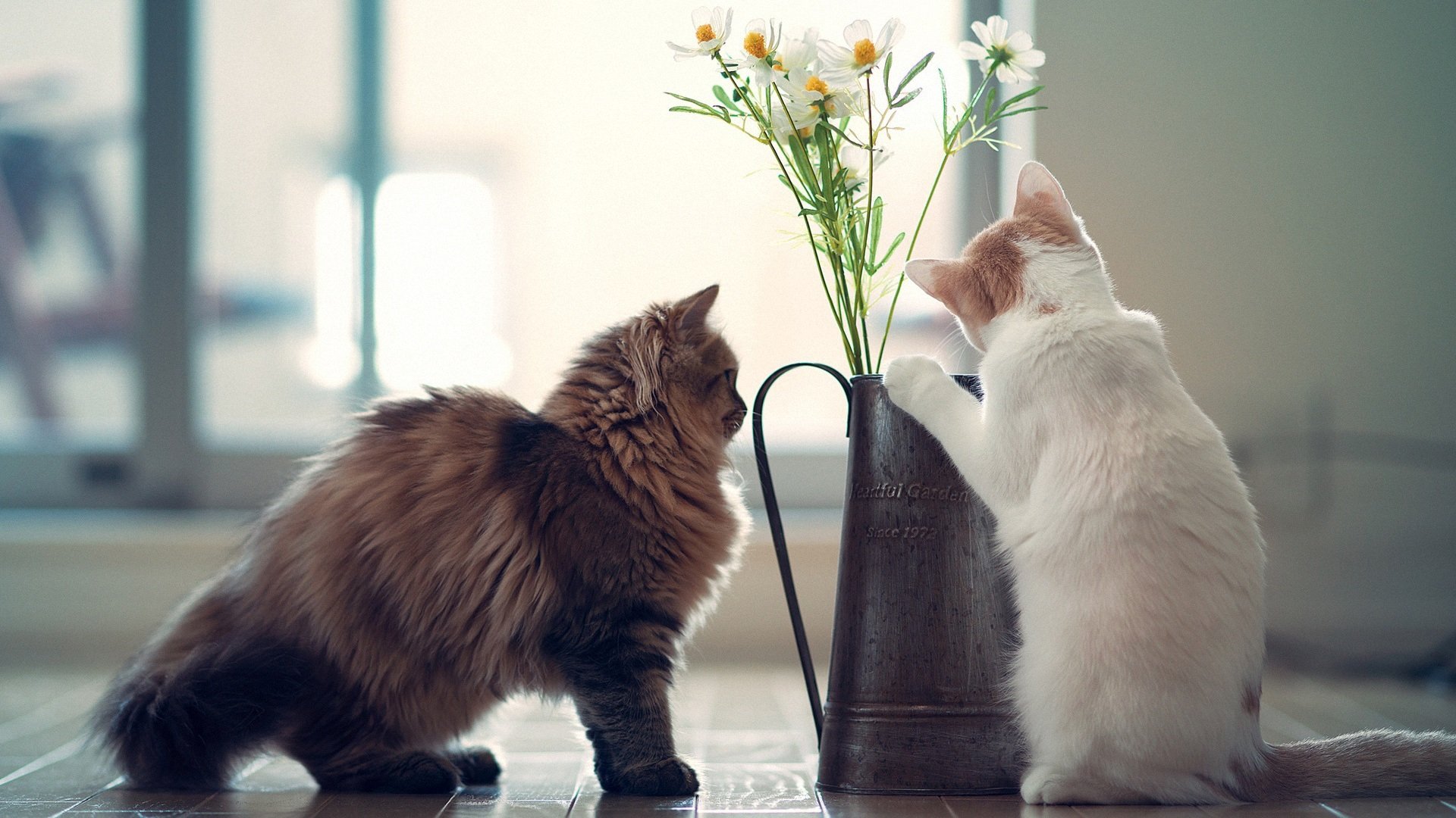 萌宠,喵星人,儿童桌面专用