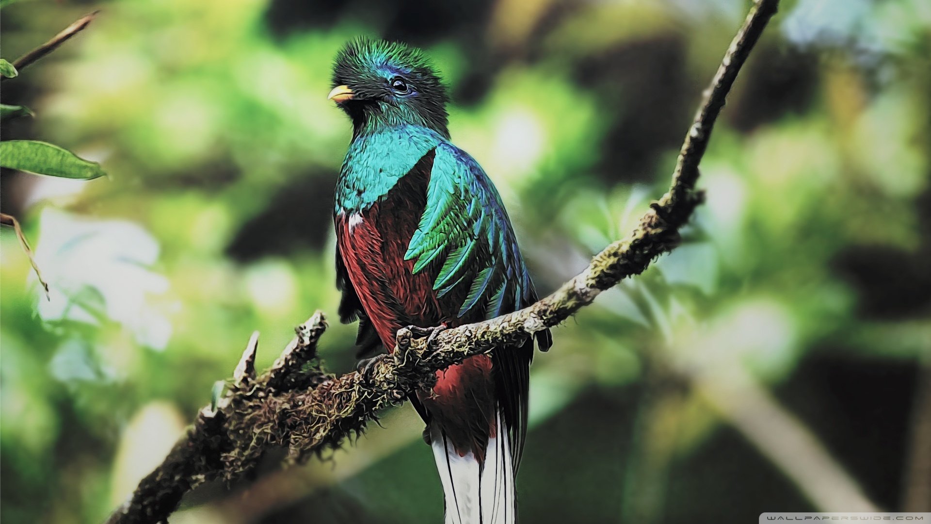 萌宠,鸟,小鸟天堂,儿童桌面专用