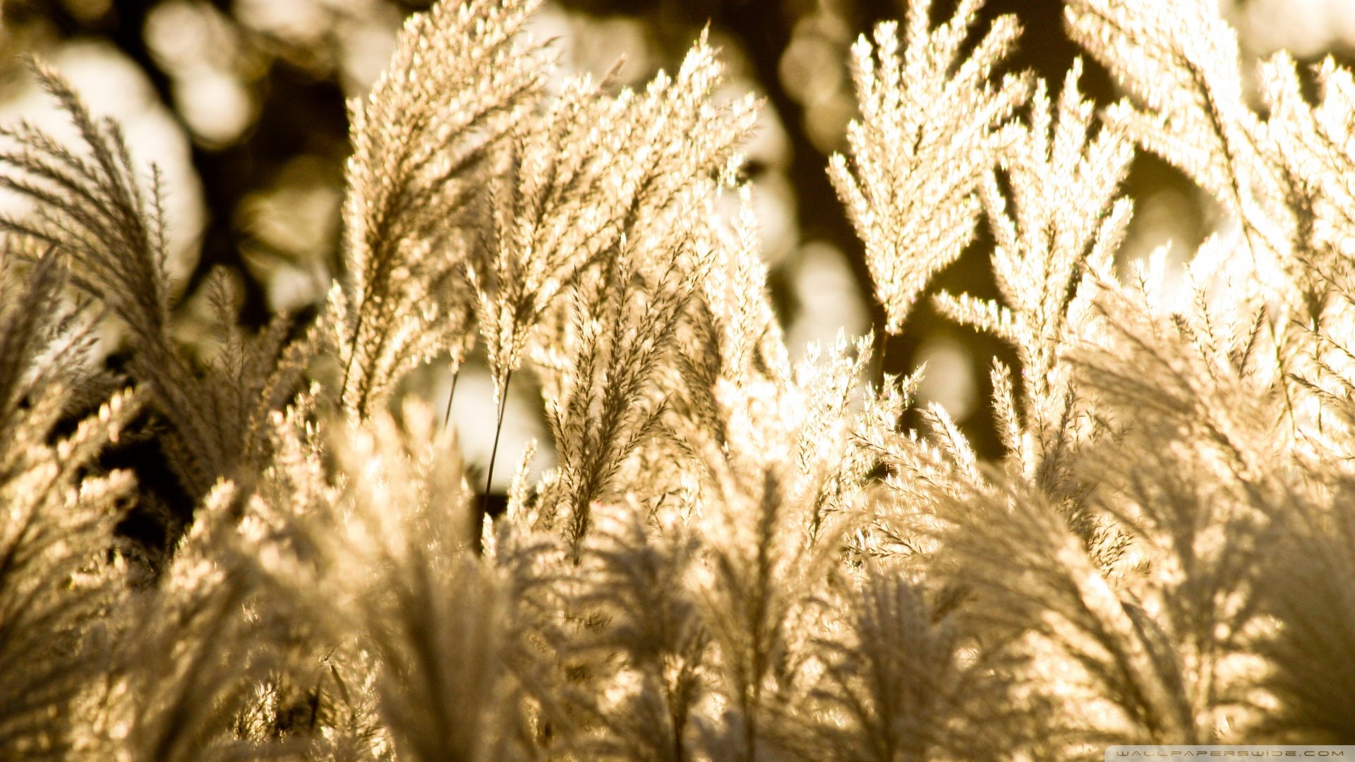 小清新,清新淡雅,儿童桌面专用