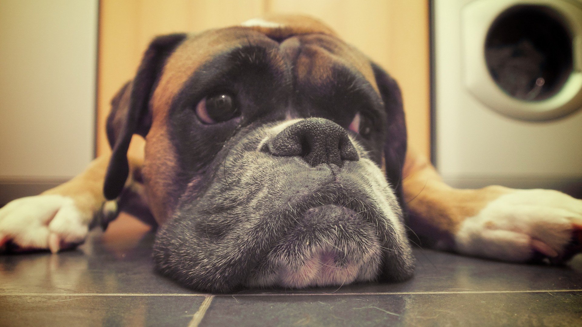 萌宠,汪星人,儿童桌面专用