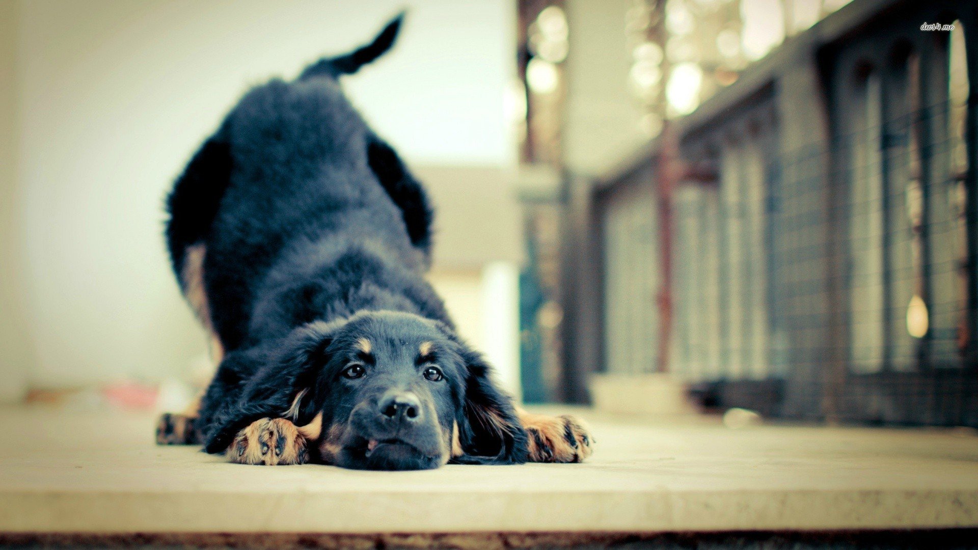 萌宠,汪星人,狗,儿童桌面专用