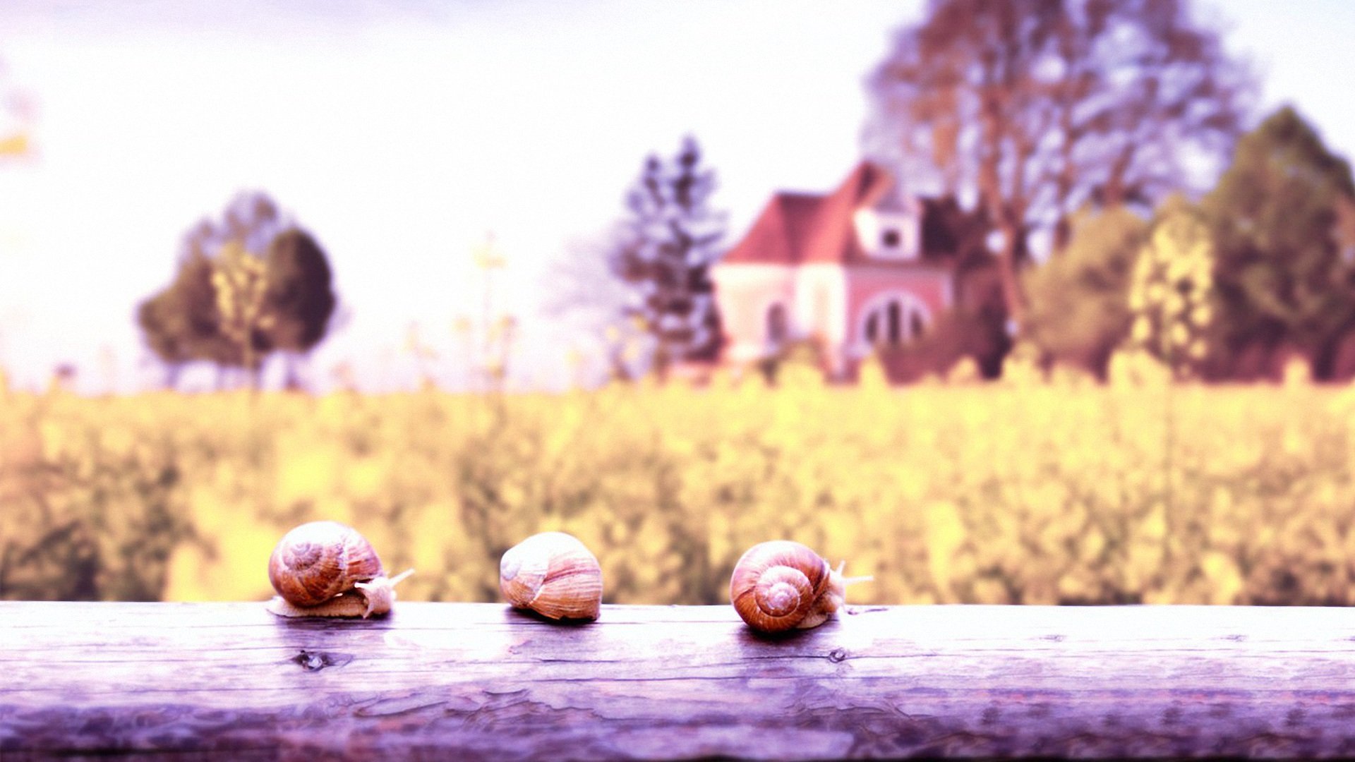 小清新,静物写真,儿童桌面专用