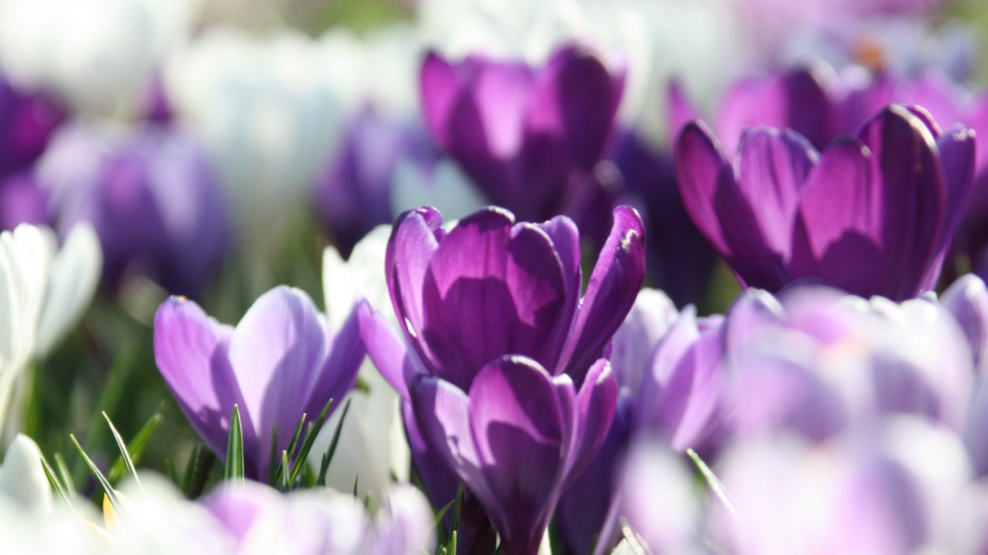 小清新,娇艳欲滴,儿童桌面专用