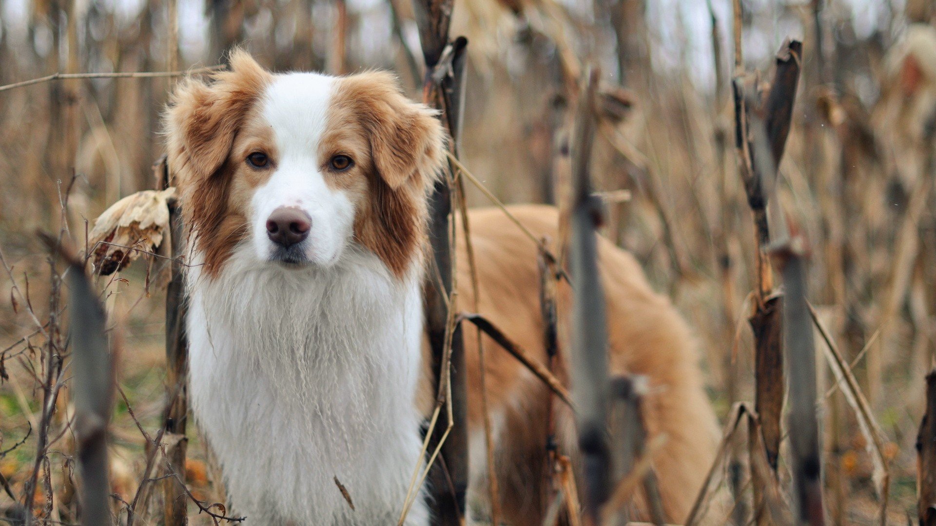 萌宠,汪星人,儿童桌面专用