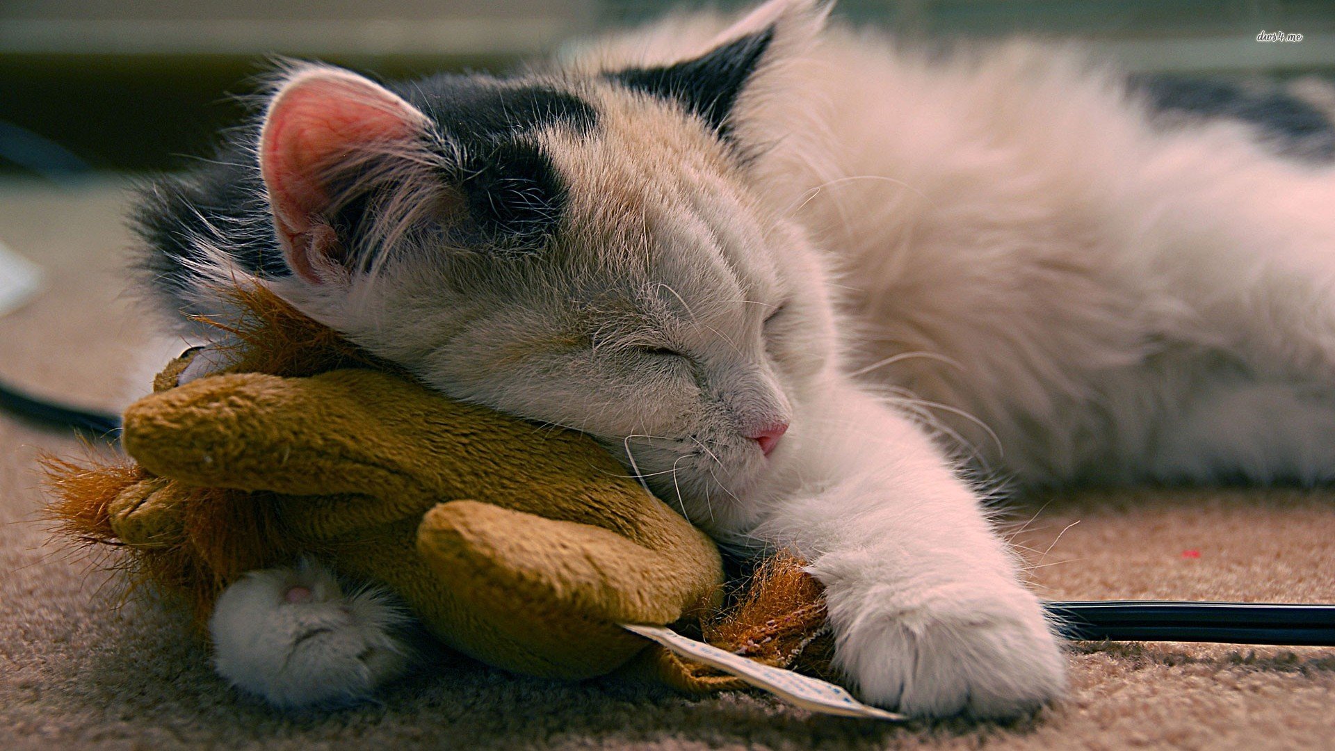 萌宠,喵星人,猫咪,卖萌,儿童桌面专用