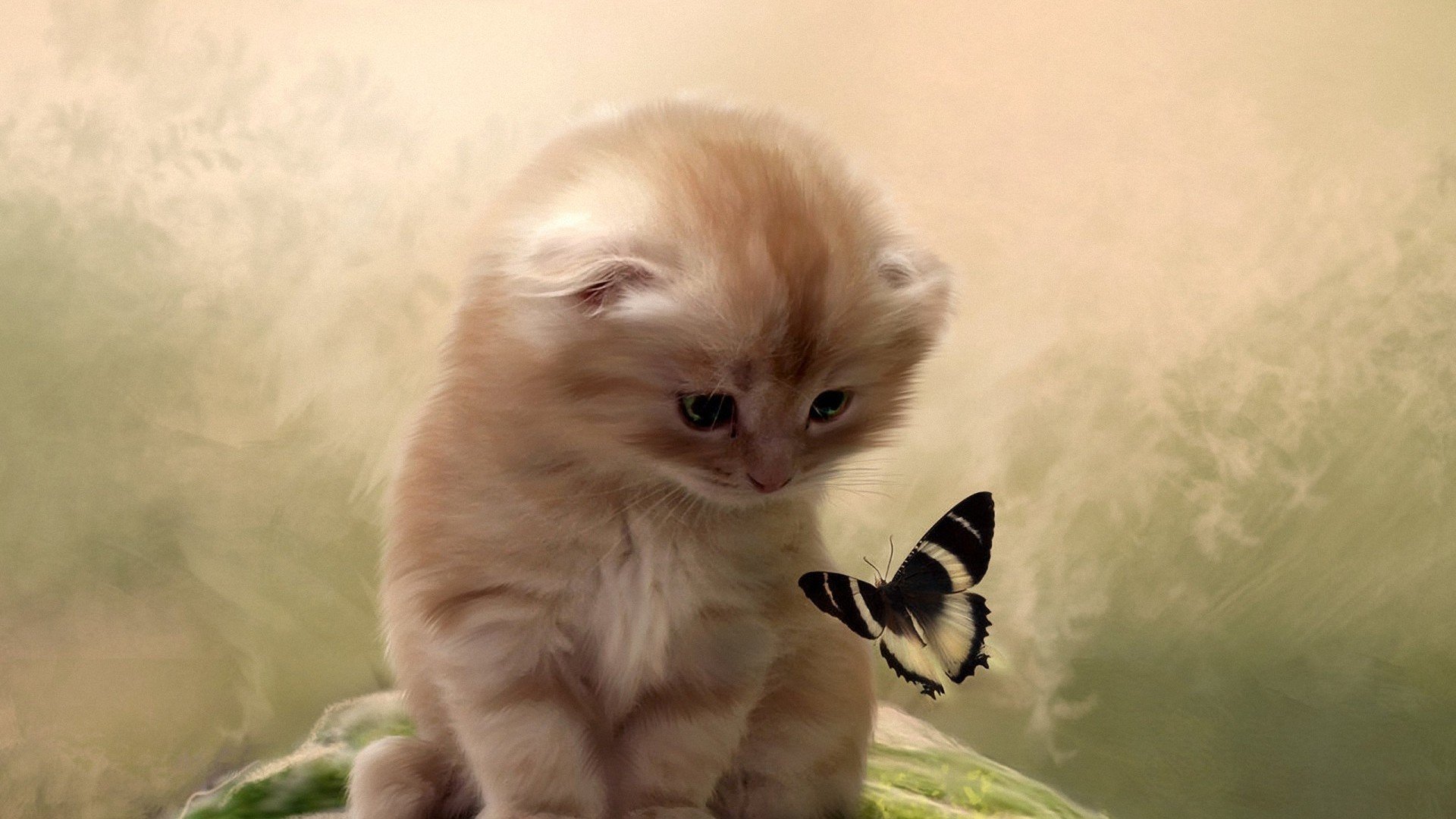 萌宠,喵星人,卖萌图,猫,儿童桌面专用