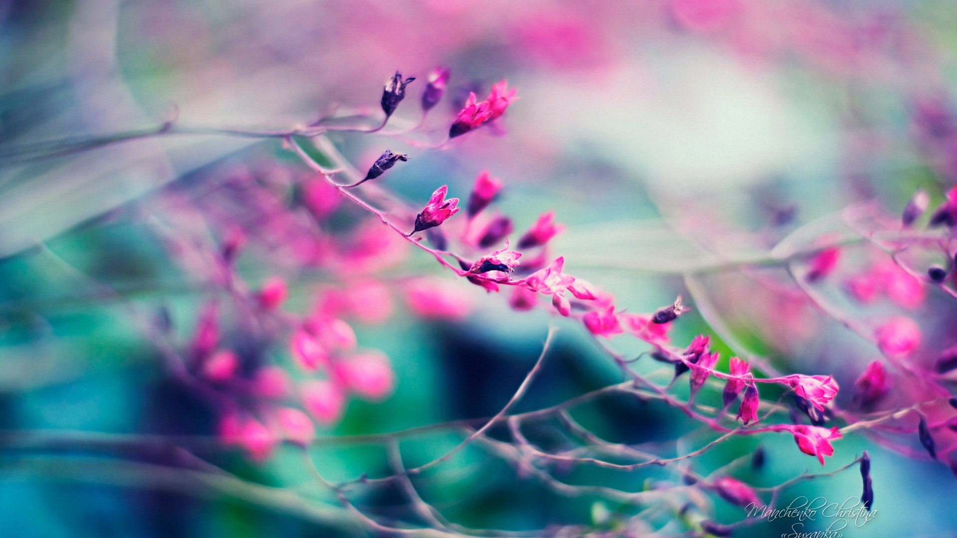 小清新,清新淡雅,花,儿童桌面专用