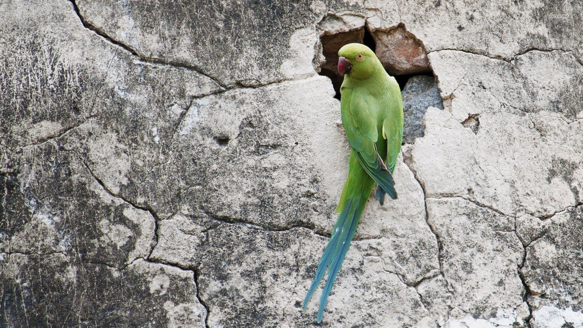 萌宠,小鸟天堂,鸟,鹦鹉,儿童桌面专用