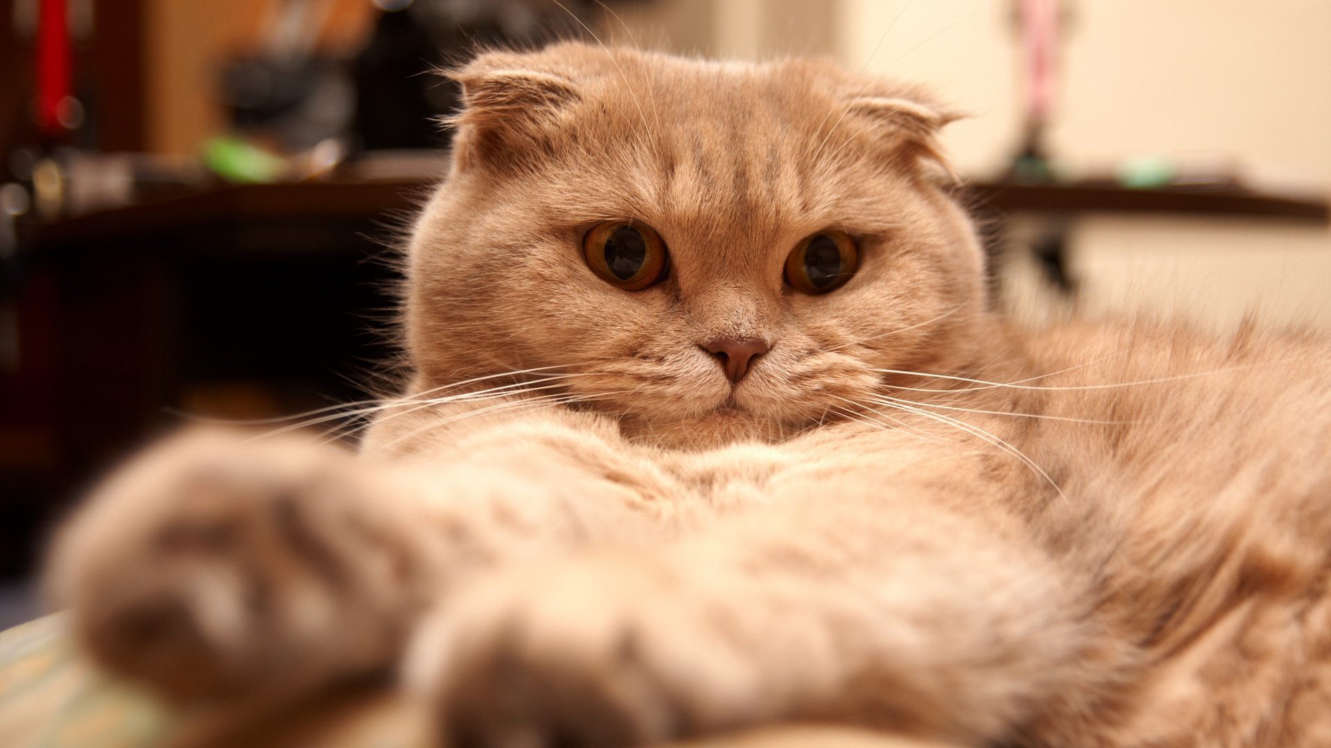 萌宠,喵星人,儿童桌面专用