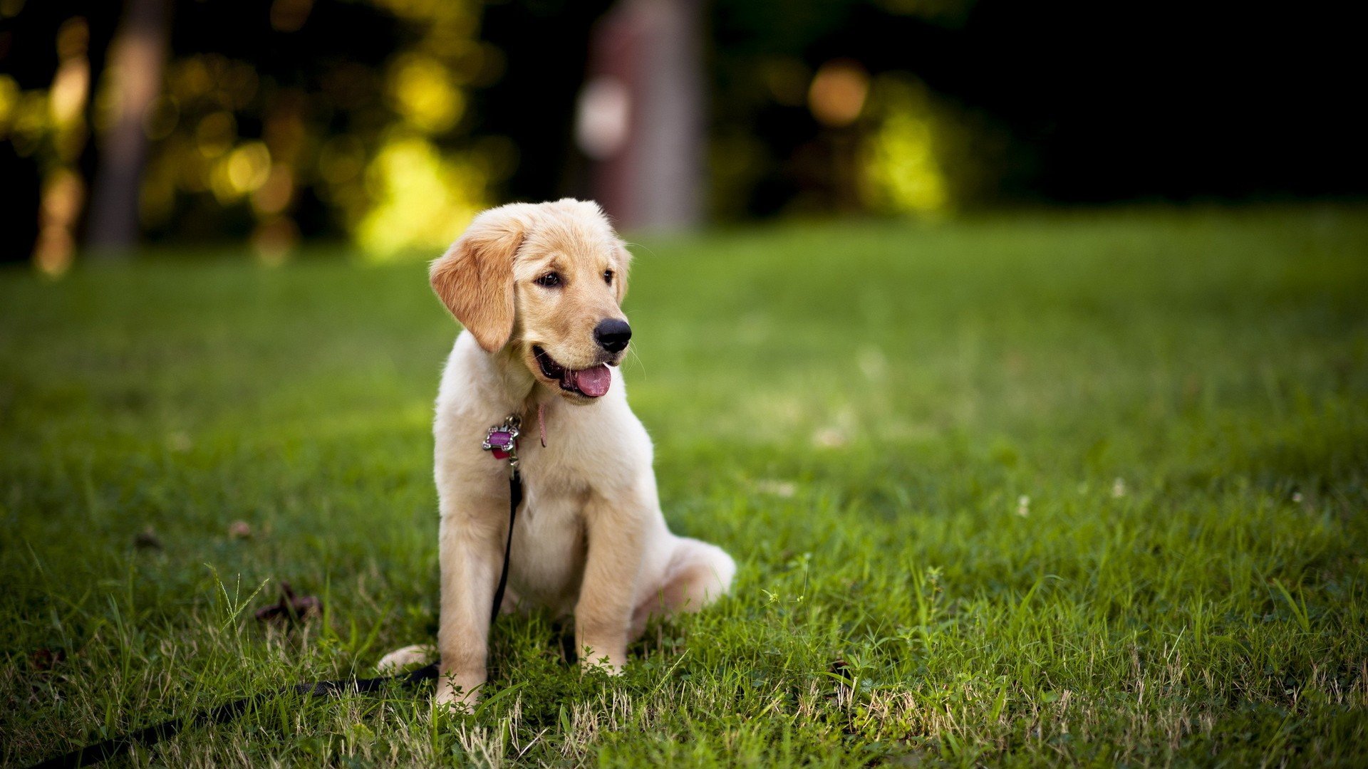 萌宠,动物,汪星人,儿童桌面专用