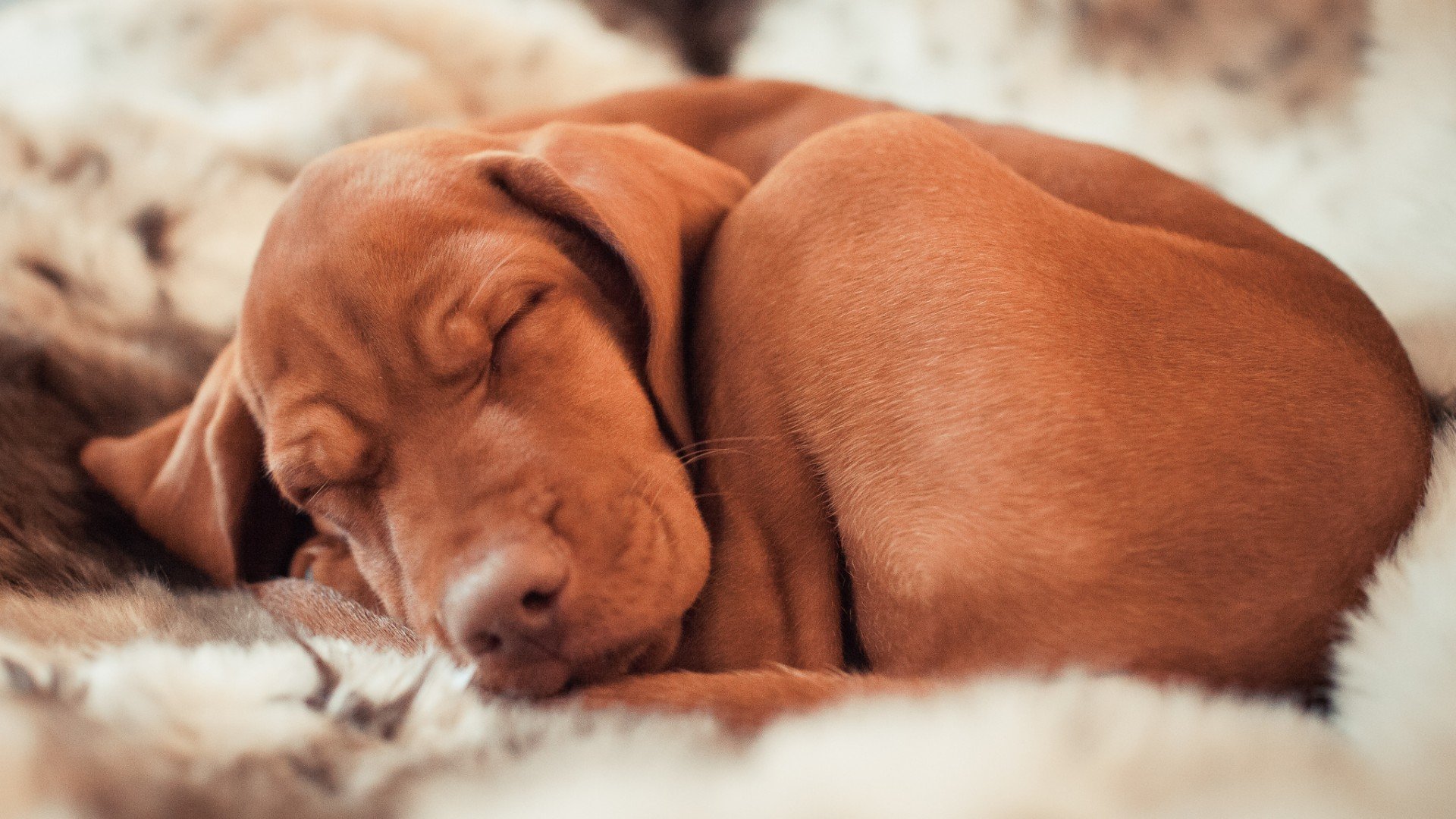 萌宠,汪星人,儿童桌面专用