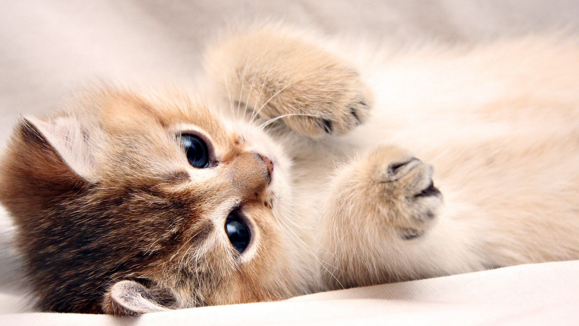 萌宠,喵星人,儿童桌面专用