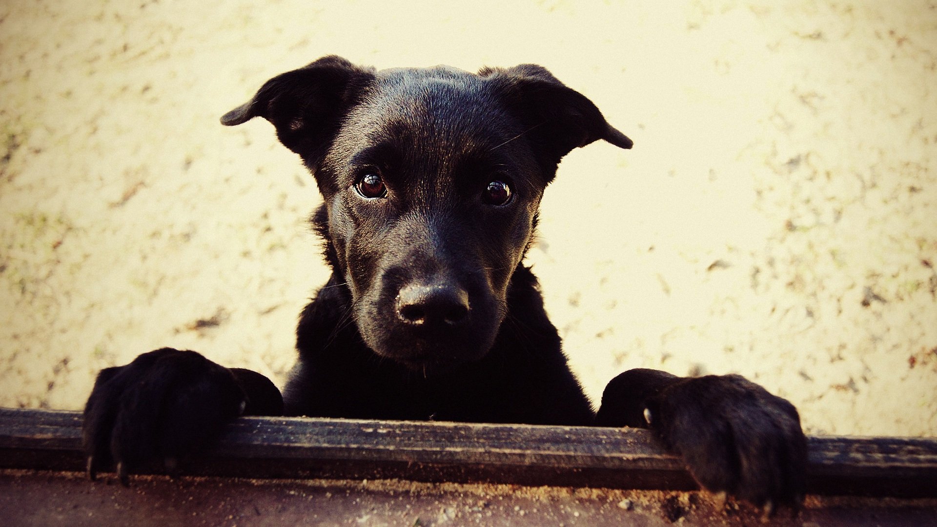 萌宠,汪星人,儿童桌面专用