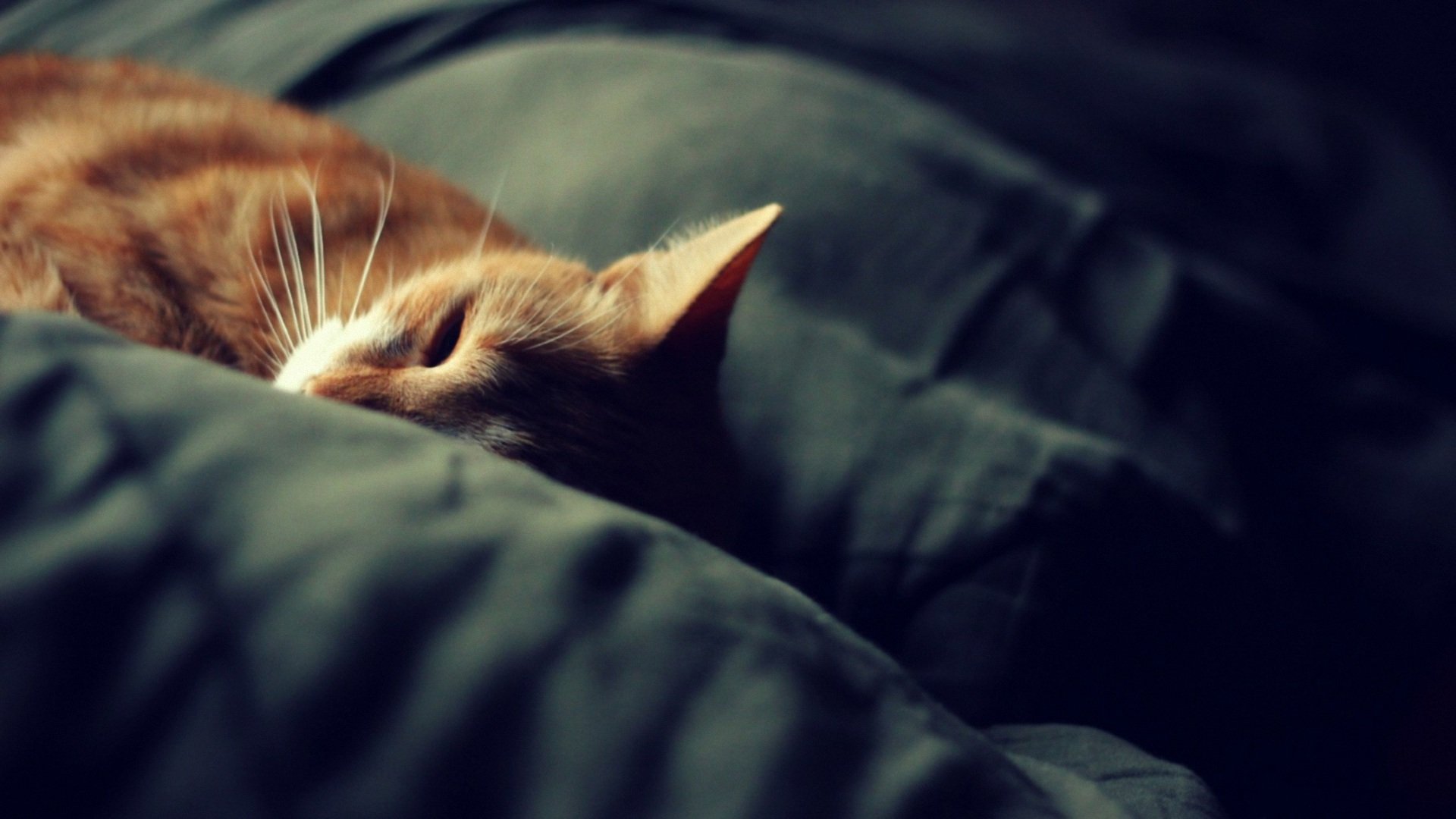 萌宠,喵星人,儿童桌面专用