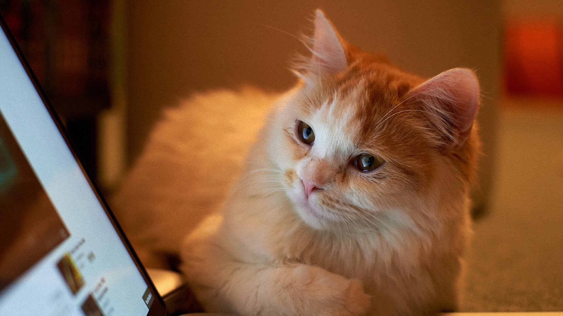 萌宠,喵星人,卖萌图,猫,儿童桌面专用