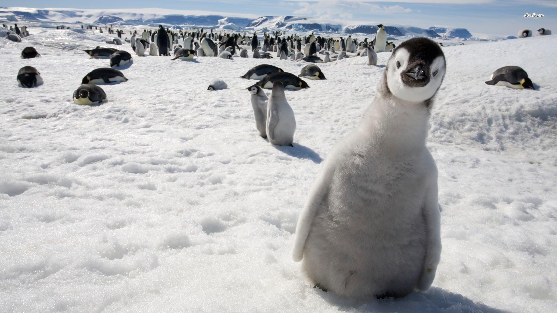 萌宠,卖萌图,企鹅,儿童桌面专用