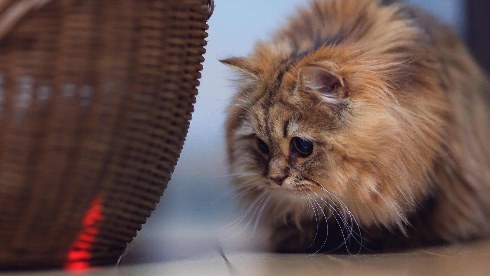 萌宠,喵星人,卖萌图,猫,儿童桌面专用