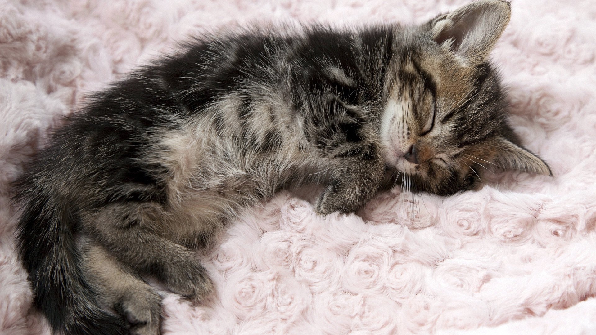 萌宠,喵星人,儿童桌面专用