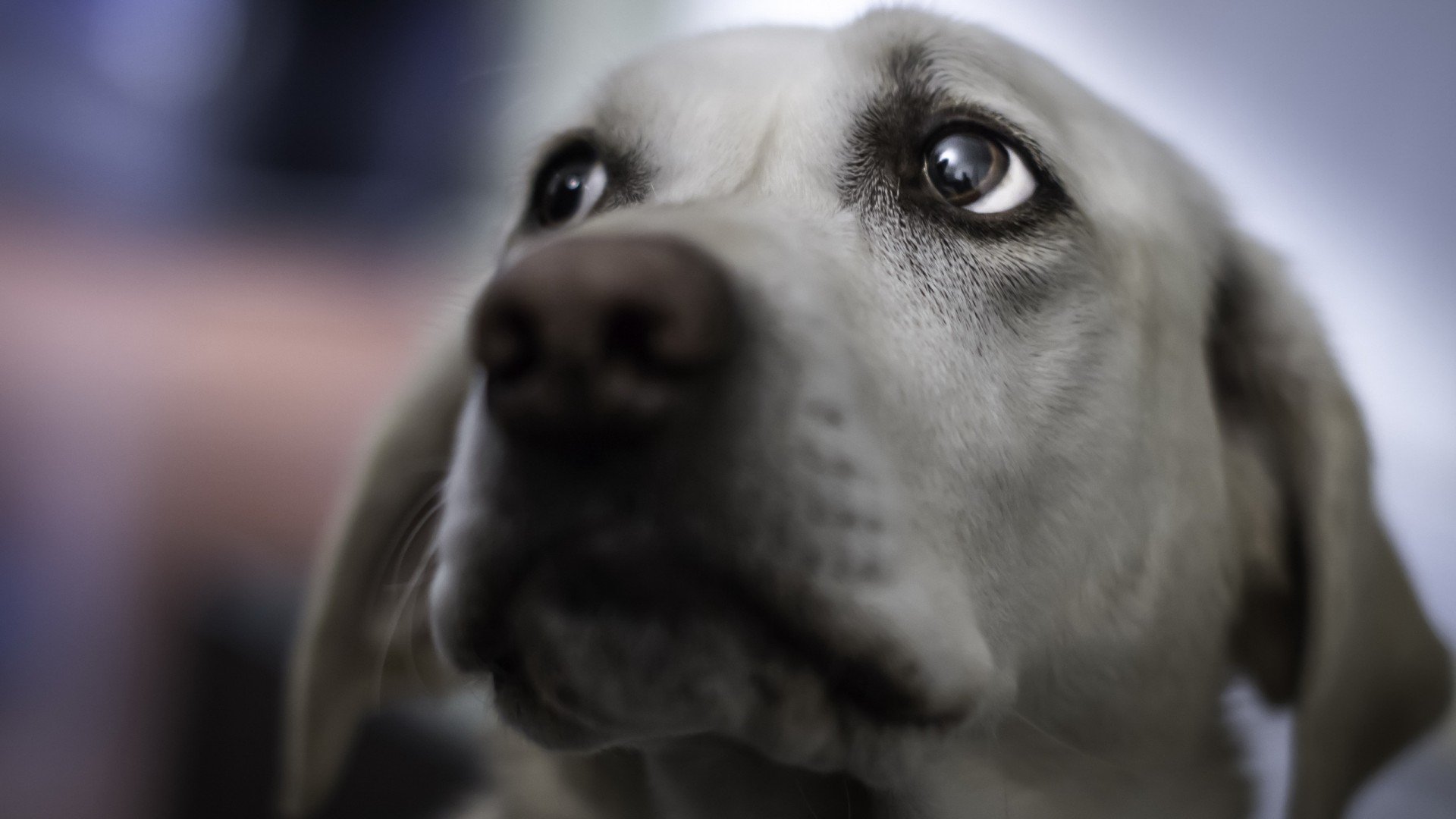 萌宠,汪星人,儿童桌面专用